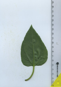 leafbottom