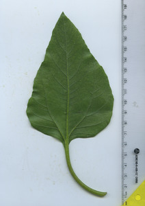 leafbottom