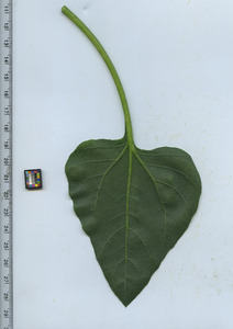leafbottom