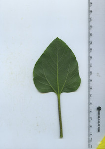 leafbottom