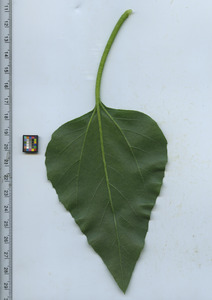 leafbottom