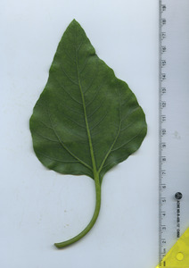 leafbottom