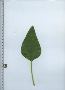 leafbottom