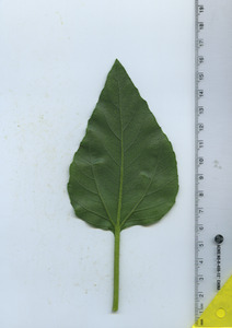 leafbottom