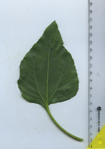 leafbottom