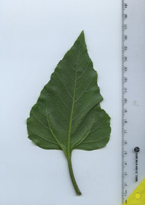 leafbottom