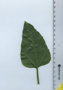 leafbottom