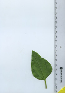 leafbottom