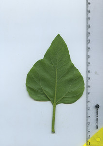 leafbottom