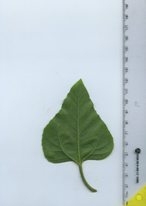 leafbottom