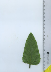 leafbottom