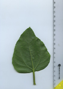 leafbottom