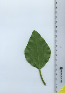 leafbottom