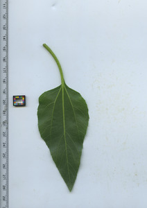 leafbottom