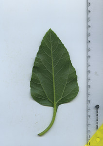 leafbottom