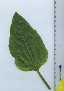 leafbottom