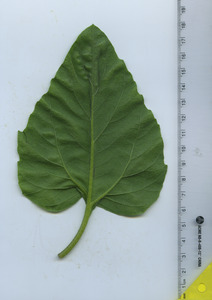 leafbottom
