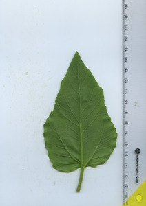 leafbottom