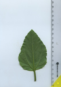 leafbottom