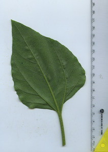 leafbottom