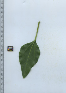leafbottom