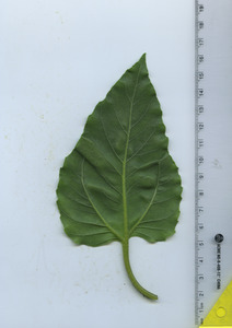 leafbottom