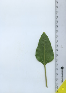 leafbottom