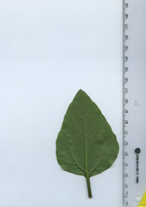 leafbottom