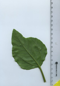 leafbottom