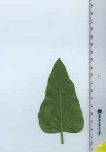 leafbottom