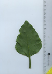leafbottom
