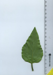 leafbottom