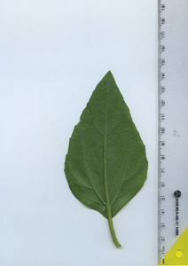 leafbottom