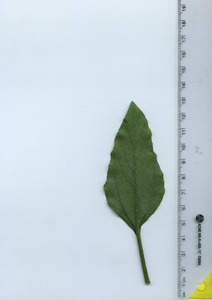 leafbottom