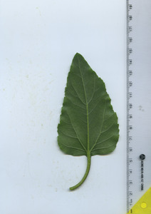 leafbottom