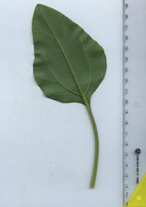 leafbottom