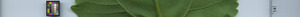 leafstrip