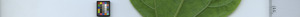 leafstrip