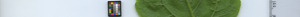 leafstrip