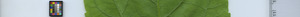 leafstrip