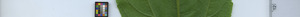 leafstrip