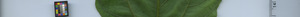 leafstrip
