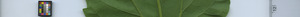 leafstrip