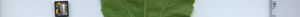leafstrip