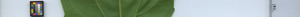 leafstrip
