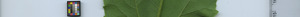 leafstrip