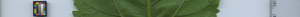 leafstrip