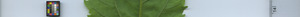 leafstrip