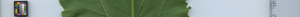 leafstrip