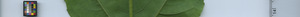 leafstrip
